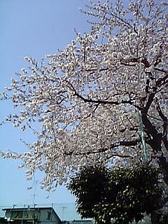 桜吹雪（見えないけど）