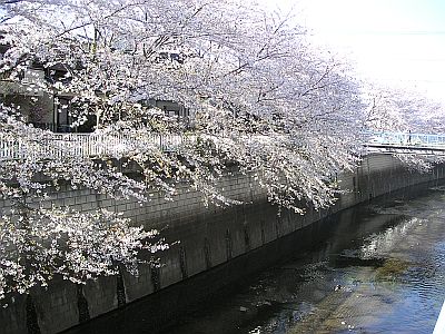 石神井川の桜