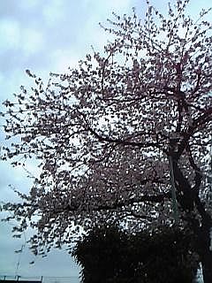 桜咲く２